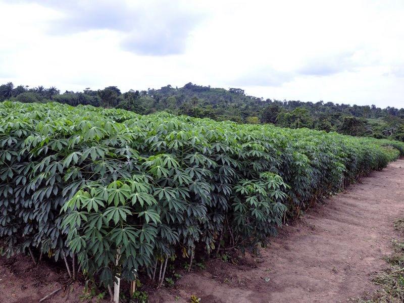 Plantations agricoles au Kongo Central